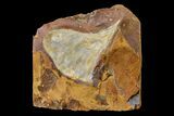 Fossil Ginkgo Leaf From North Dakota - Paleocene #156229-1